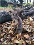 Mr. Nutty, das Eichhörnchen